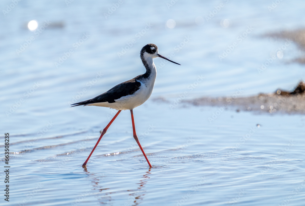 Port Mansfield, TX.10/17/23..Black-necked Stilt..Photo by David Pike Port Mansfield, TX.10/17/23..Black-necked Stilt..Photo by David Pike