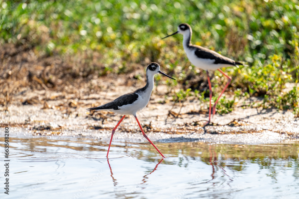 Port Mansfield, TX.10/17/23..Black-necked Stilt..Photo by David Pike