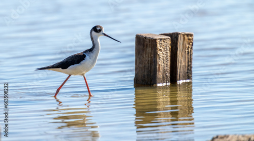 Port Mansfield, TX.10/17/23..Black-necked Stilt..Photo by David Pike