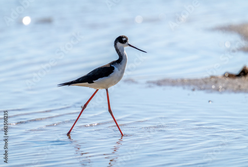 Port Mansfield, TX.10/17/23..Black-necked Stilt..Photo by David Pike