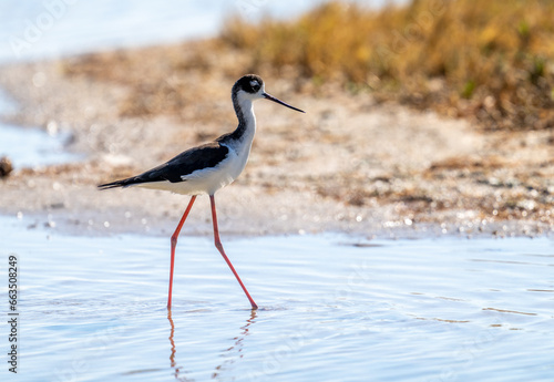 Port Mansfield, TX.10/17/23..Black-necked Stilt..Photo by David Pike