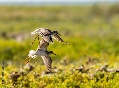 Port Mansfield, TX.10/17/23..Sandpiper..Photo by David Pike