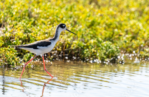 Port Mansfield, TX.10/17/23..Black-necked Stilt..Photo by David Pike
