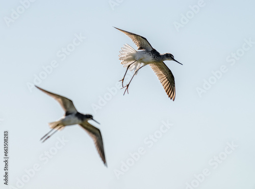 Port Mansfield, TX.10/17/23..Sandpiper..Photo by David Pike