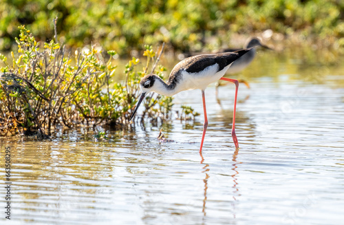 Port Mansfield, TX.10/17/23..Black-necked Stilt..Photo by David Pike