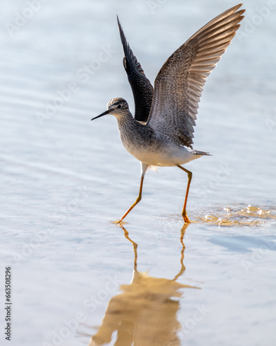 Port Mansfield, TX.10/17/23..Sandpiper..Photo by David Pike