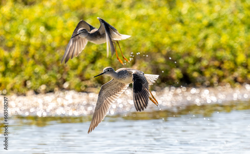 Port Mansfield, TX.10/17/23..Sandpiper..Photo by David Pike