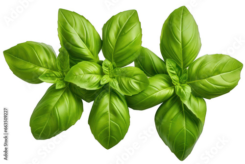 basil isolated on Clear Background