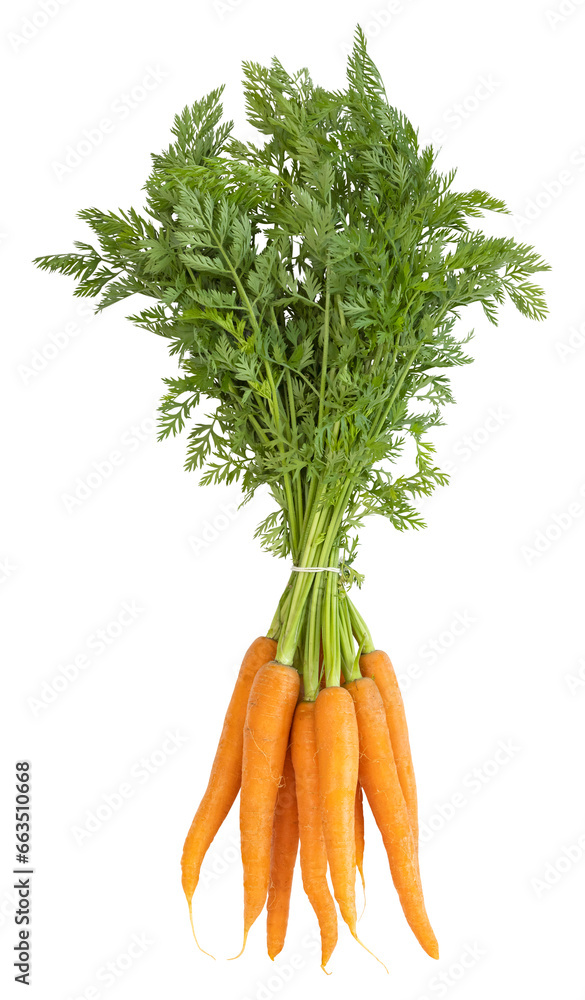 Fotografie Botte de carottes