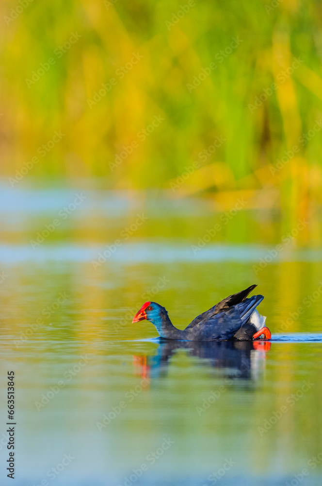 A purple gallinule (porphyrio porphyrio) swims in a pond in extremadura, spain A purple gallinule (porphyrio porphyrio) swims in a pond in extremadura, spain
