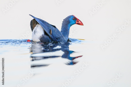 A purple gallinule (porphyrio porphyrio) swims in a pond in extremadura, spain
