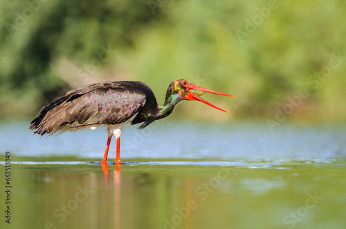 A black stork fishes in the river Tietar in extremadura, spain