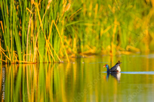 A purple gallinule (porphyrio porphyrio) swims in a pond in extremadura, spain