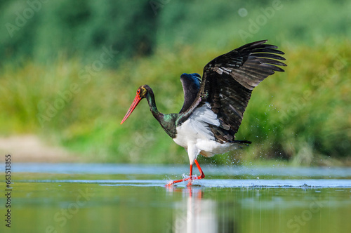 A black stork fishes in the river Tietar in extremadura, spain
