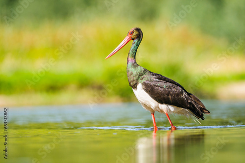 A black stork fishes in the river Tietar in extremadura, spain