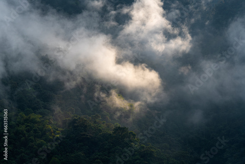 Cloud forest at sunrise in mist and clouds, Mindo, Ecuador.