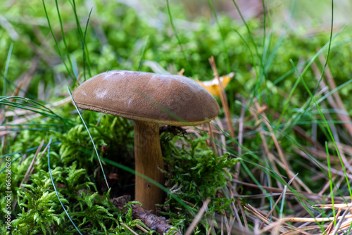 imleria badia,Edible forest mushroom, Mushrooms family in moss 