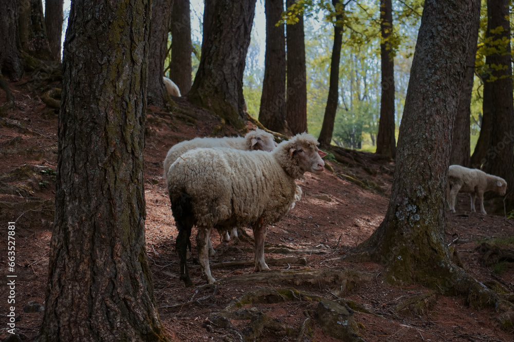 Fototapeta premium Sheep grazing.