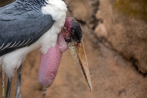 Marabou Stork (Leptoptilos crumeniferus) Outdoors photo