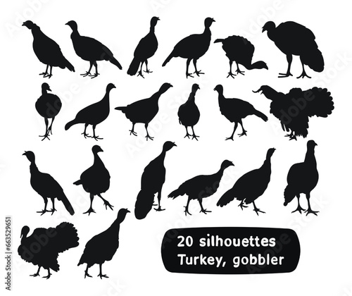 Image of black silhouettes of domesticated birds. Turkey, gobbler, position standing, walking.