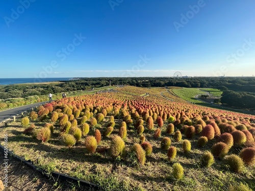 field of sunflowers
