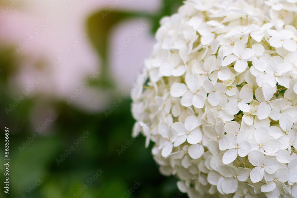 Beautiful white hydrangea flower in summer garden
Beautiful white hydrangea flower in summer garden