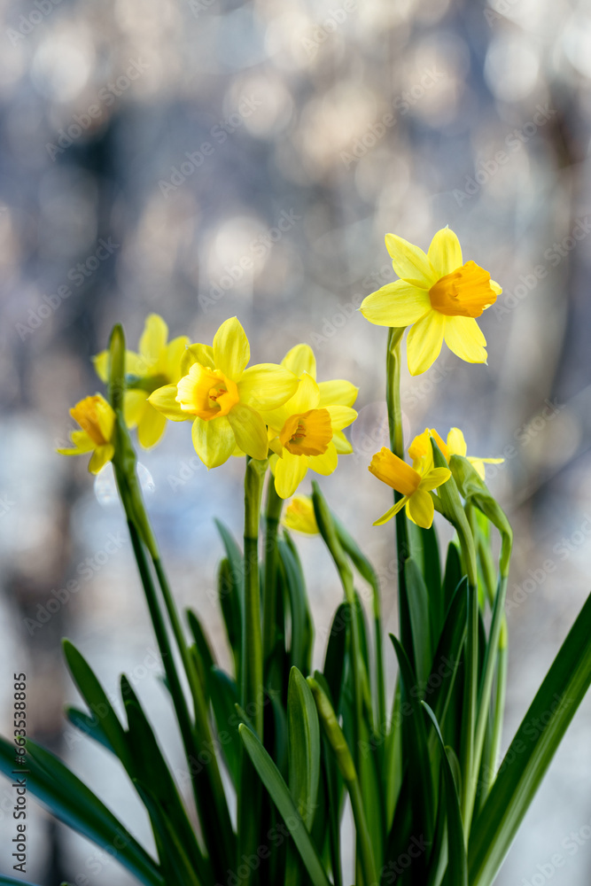Fototapeta premium Beautiful Spring banner with fresh yellow daffodil flowers grow in pot on windowsill