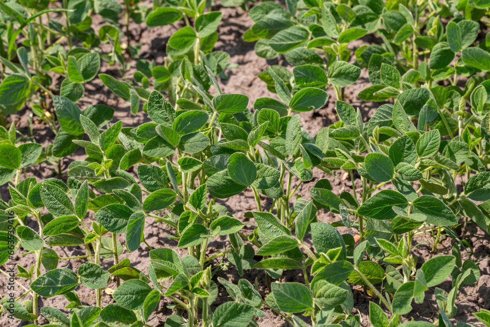 Fresh green soy plants on the field in spring. Rows of young soybean plants Fresh green soy plants on the field in spring. Rows of young soybean plants
