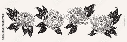 Set of luxurious white chrysanthemum flowers on light background. Tattoo sketch. Garden flowers. Botanical illustration for floral design of invitations, cards. Vector illustration for floral design.