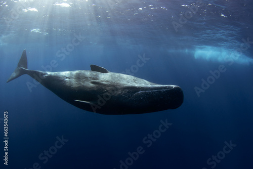 Sperm whale is swimming alone in Indian ocean. Playful whale near the surface. Swimming with the biggest tooth animals. 