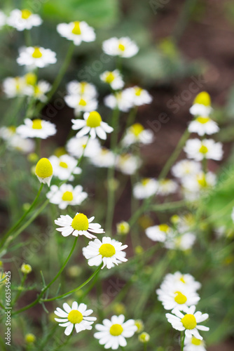 vertical image with blooming daisies in the garden selective focus