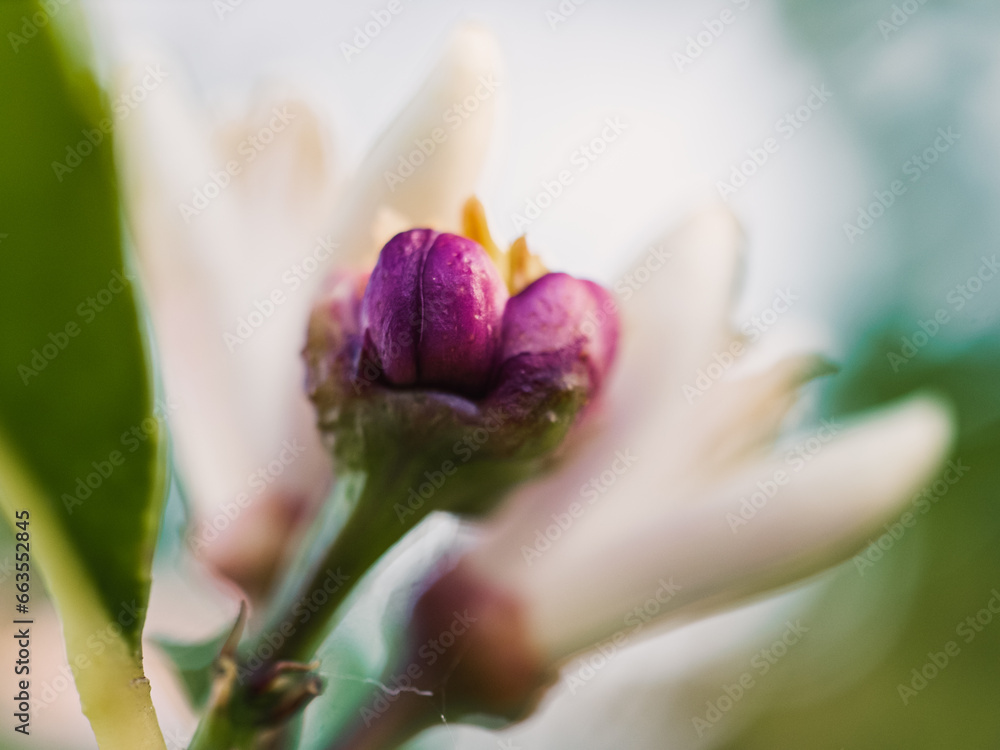 Fototapeta premium Spring blossom