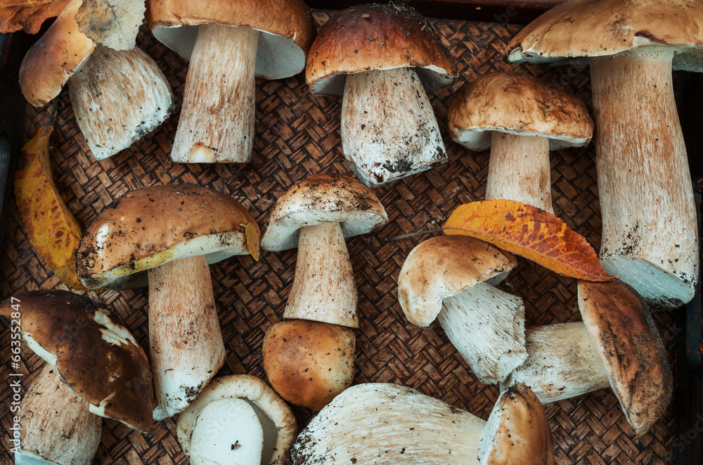 Fototapeta premium Mushrooms