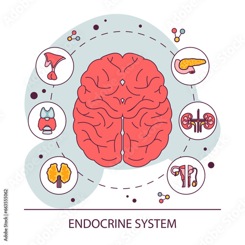 Endocrine system organ. Human gland function. Pancreas, pituitary