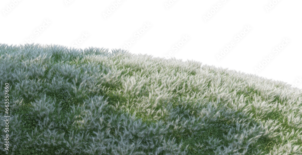 grass grass