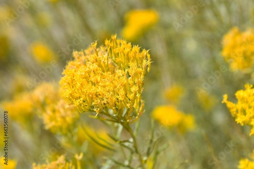 Rabbit brush flower in bloom