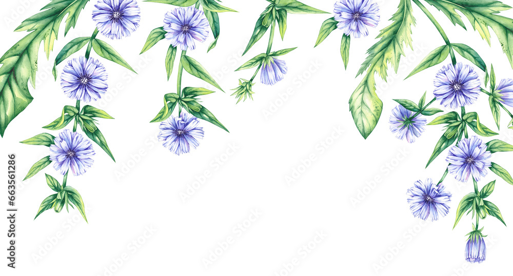 Watercolor background of chicory flowers on a white background - obrazy, fototapety, plakaty 