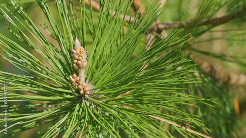 Pine Flower Buds In Spring. Pine Pinus Male Inflorescence In Europe. Close up. photo