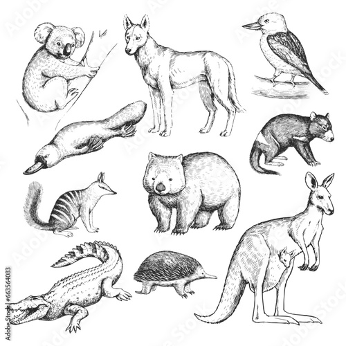 Fototapeta Naklejka Na Ścianę i Meble -  Vector hand-drawn set of animals of the Australia in the style of engraving. A collection of sketches of the zoo, isolated on white.