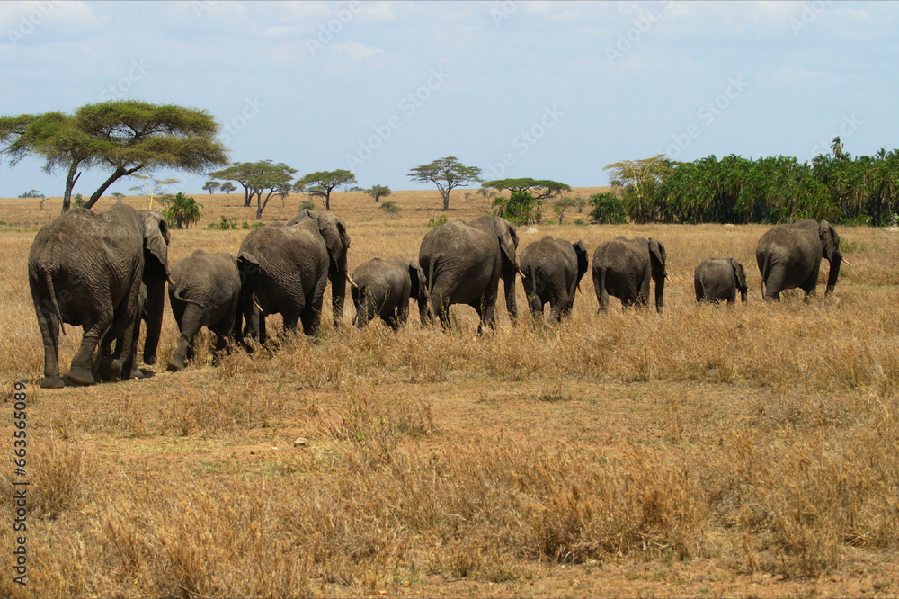 Line of elephants