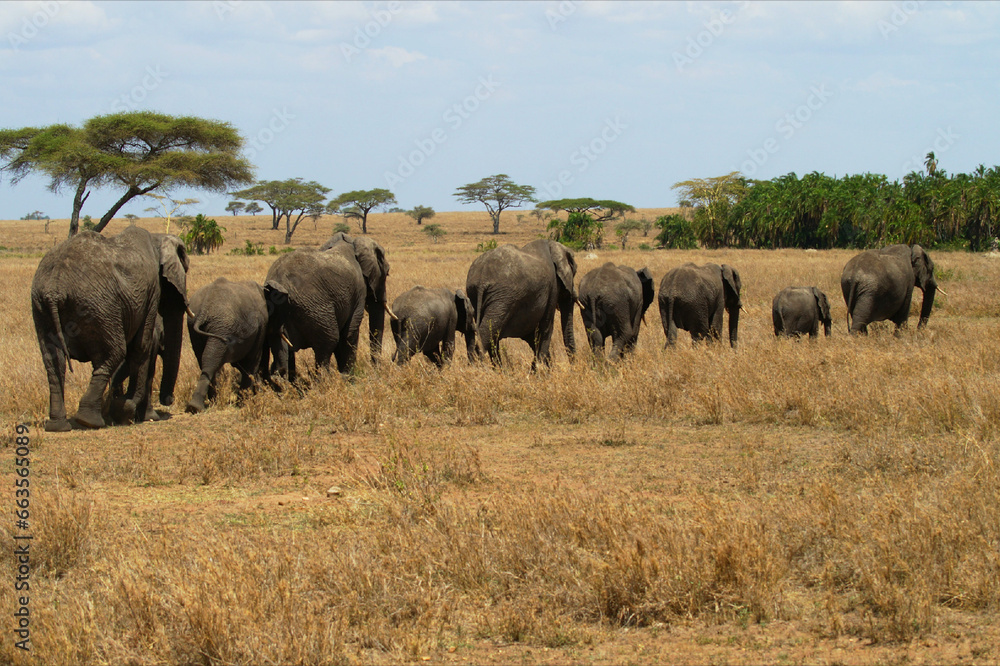 Obraz premium Line of elephants