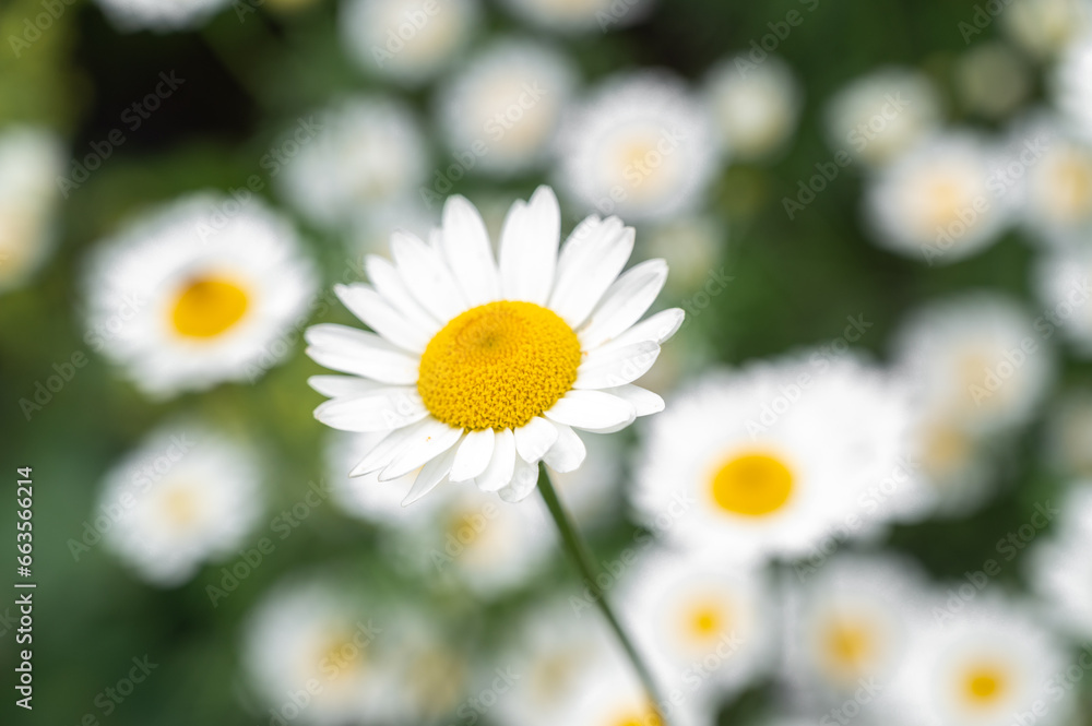Obraz premium macro shot of white daisy against flowery background with place for text