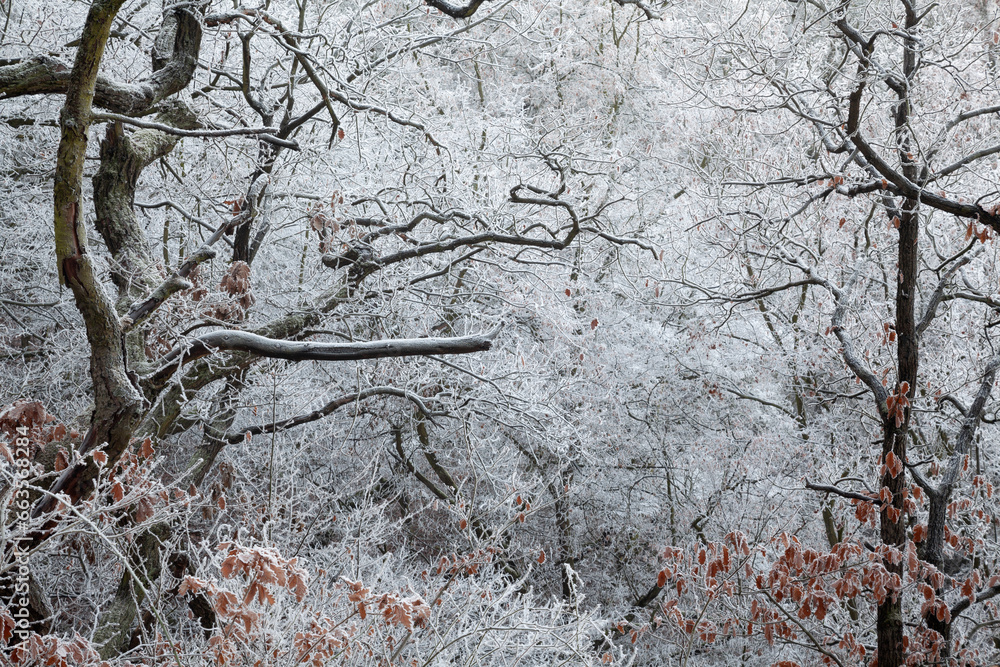 winter, winter time, winter landscape, frosty landscape, fairy tale winter winter, winter time, winter landscape, frosty landscape, fairy tale winter