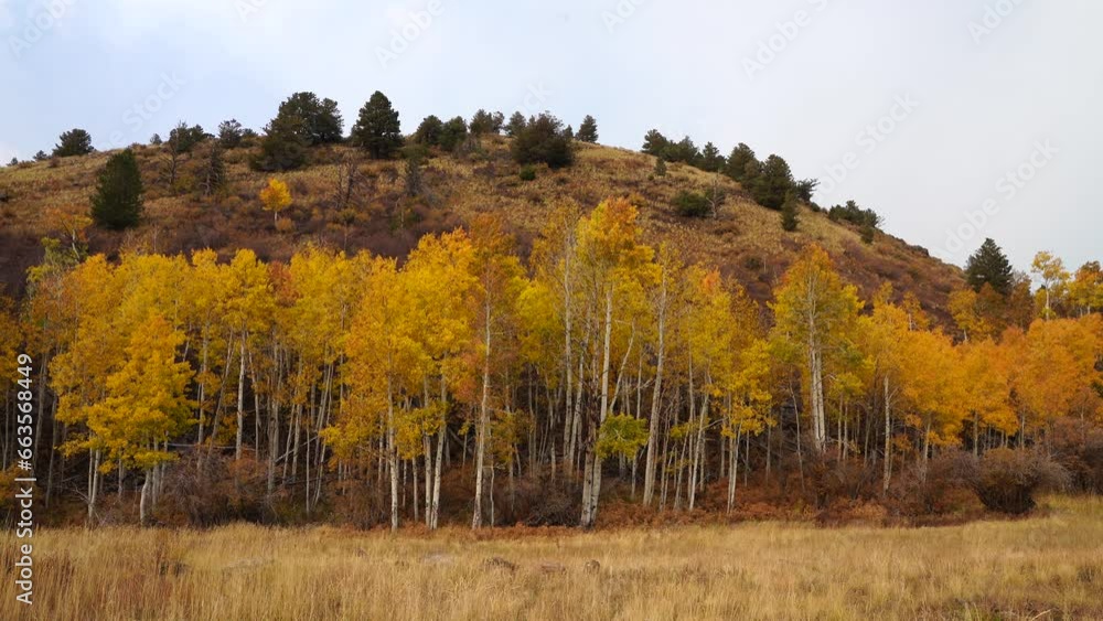 Fall in Hart Prairie with Smoke in Northern Arizona, Flagstaff, America, USA. Fall in Hart Prairie with Smoke in Northern Arizona, Flagstaff, America, USA.