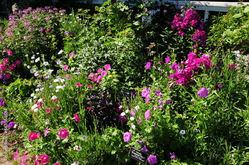 Pink Flower Garden at Botanical Gardens
