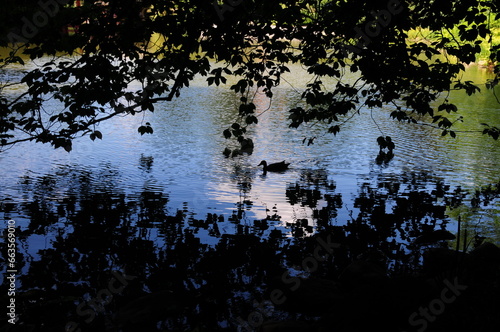 Trees over the Water