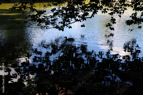 Trees over the Water