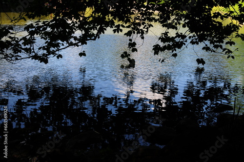 Trees over the Water