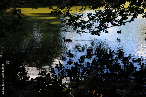 Trees over the Water