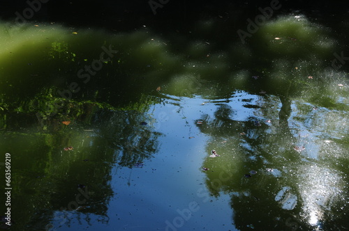 Reflection of Trees on Water